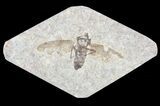 Fossil March Fly (Plecia) - Green River Formation #65085-1